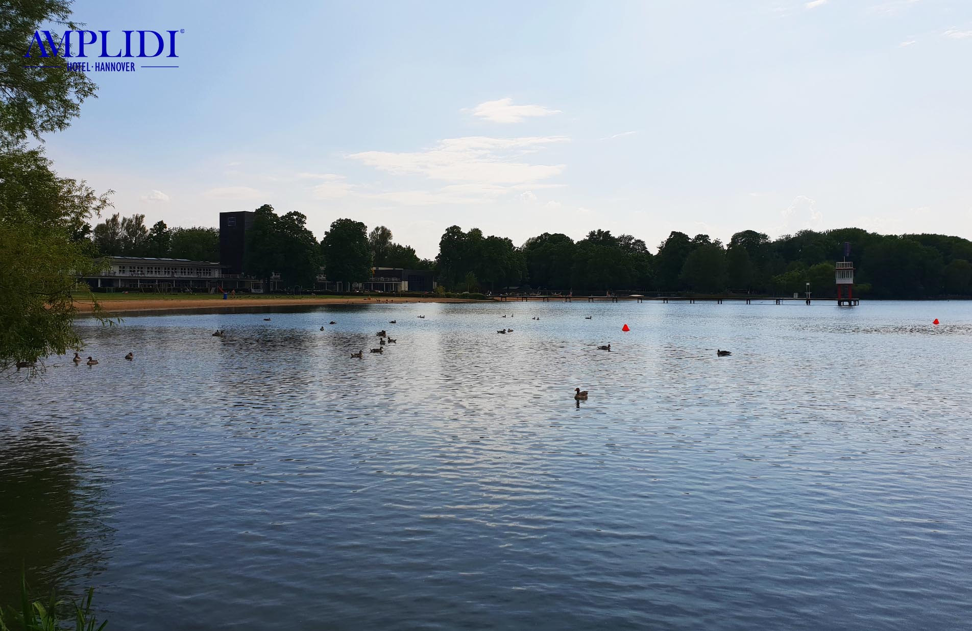 Enten auf dem Maschsee