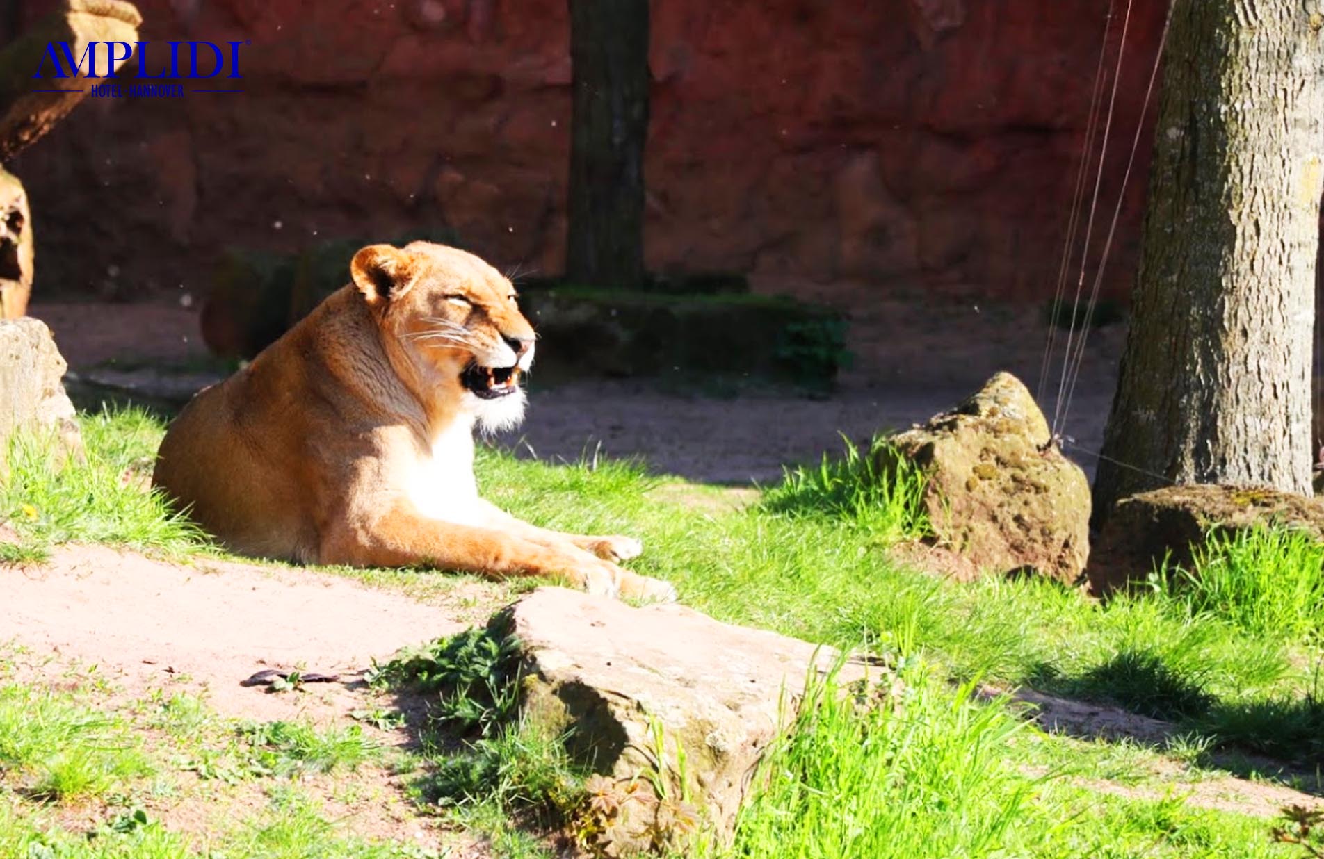 Löwen im Zoo Hannover
